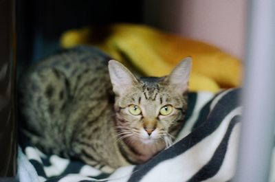 Close-up portrait of tabby