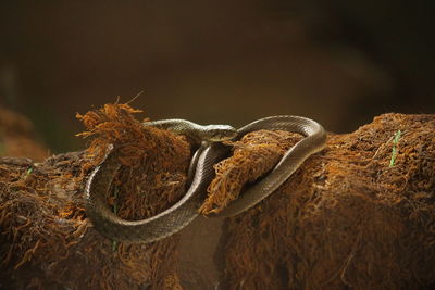 Close-up of snake on tree