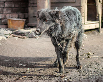 Dog standing in a field