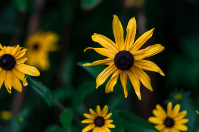 Yellow flowers blooming outdoors