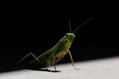 Close-up of grasshopper