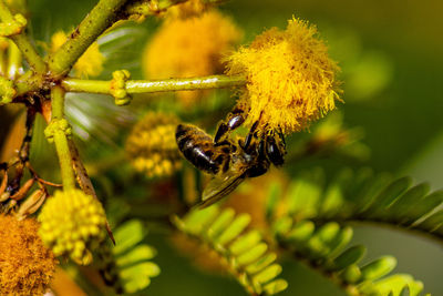 Close-up of bee pollinating on flower