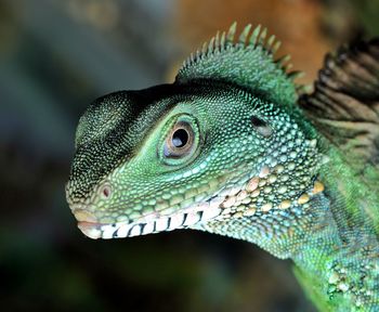 Close-up of a lizard