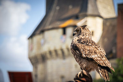 Close-up of bird perching on roof