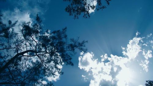 Low angle view of silhouette trees against blue sky