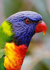 Close-up of parrot