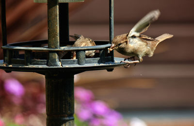 Close-up of bird perching on metal