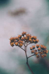 Close-up of wilted plant against blurred background