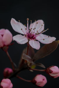 Close-up of pink cherry blossoms in spring