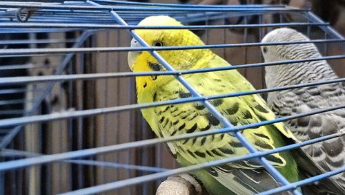 Close-up of parrot