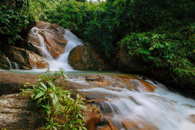 Scenic view of waterfall in forest