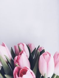 Close-up of pink roses against white background