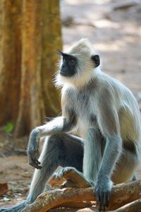 Monkey sitting on tree in forest