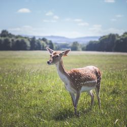 Deer standing on grassy field against sky