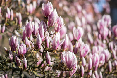 Close-up of pink flowering plant