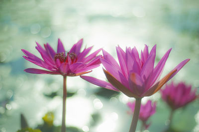Close-up of pink water lily