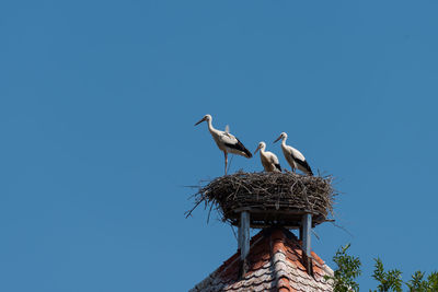 Low angle view of birds perching on nest against clear sky