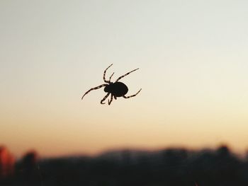 Close-up of spider against blurred background