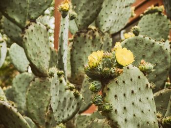 Close-up of prickly pear cactus