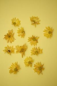 Close-up of yellow flowers over white background