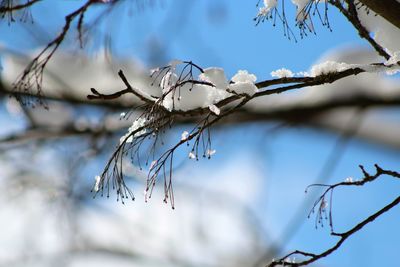 Low angle view of snow on plant against sky