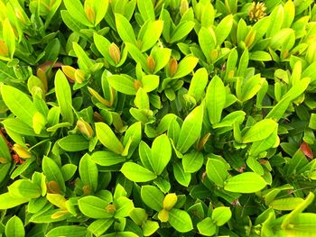 Full frame shot of plants growing on field