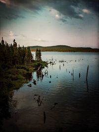 Birds swimming in lake