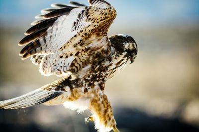 Close-up of insect on wall