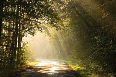 Road amidst trees in forest