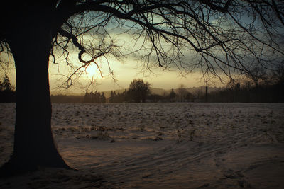 Silhouette trees on beach against sky during sunset