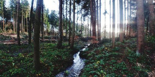 Sunlight streaming through trees in forest