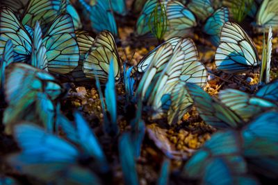 Close-up of butterfly on blue leaves