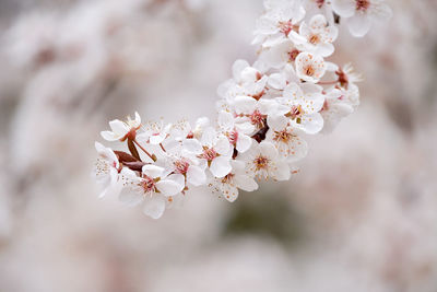 Close-up of cherry blossom