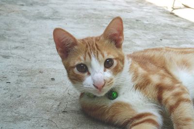 Portrait of ginger cat relaxing outdoors