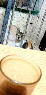 High angle view of cat sitting on wood