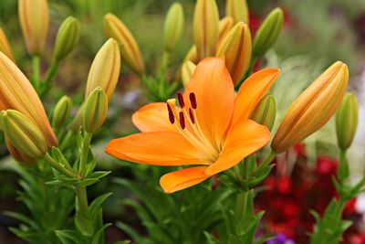 Close-up of orange lily blooming outdoors
