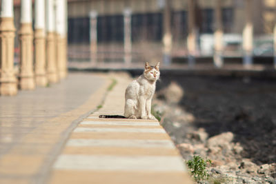 Cat waiting at the train station
