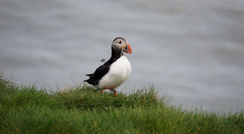 Bird on a field