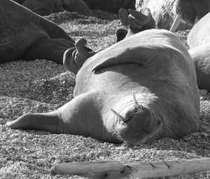 Dozing walrus lays on its back - tusks to the sky