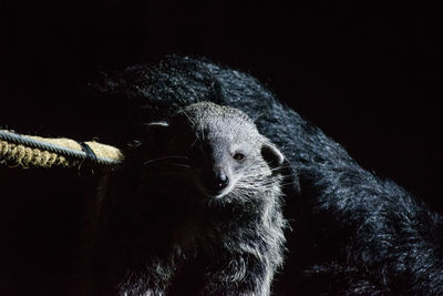 Close-up portrait of a black background