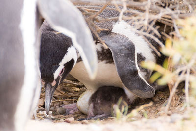 View of birds drinking from land