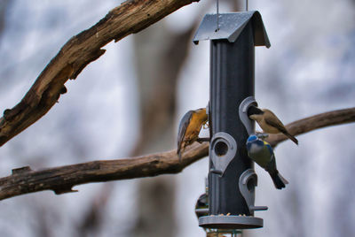 Close-up of bird on branch