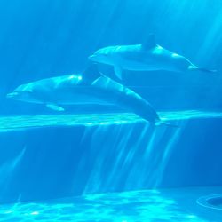 Aerial view of swimming underwater