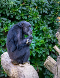 Monkey sitting on wood against trees in zoo