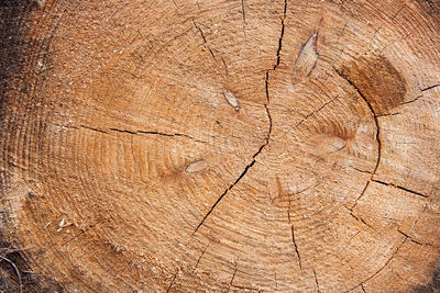 Full frame shot of tree stump