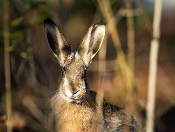 Portrait of a hare