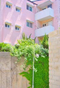 Plants growing outside house