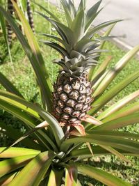 Close-up of fruit growing on tree