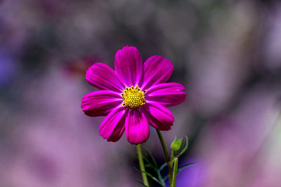 Close-up of pink cosmos flower