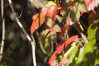 Close-up of orange leaves on plant during autumn